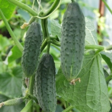 Огурец Метелица F1