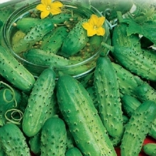 Огурец Монастырский