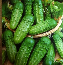 Огурец Обильный