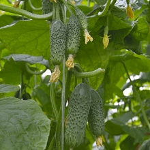 Огурец Платоша F1