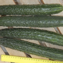 Огурец Русский размер XXL F1