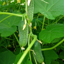 Огурец Ручеек F1