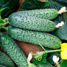 Огурец Самкон 13 F1