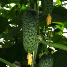 Огурец Самсур F1 (большой пакет)