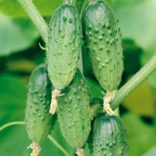 Огурец Серпантин