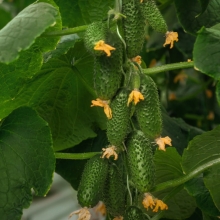 Огурец Смарт F1