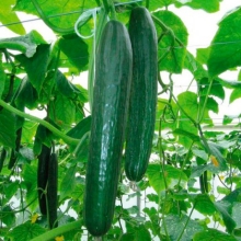 Огурец Солтис F1