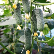 Огурец Сотник F1 (Профессиональная линия)