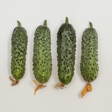 Огурец Темп F1