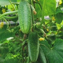 Огурец Валаамский F1