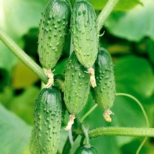 Огурец Веселые друзья F1