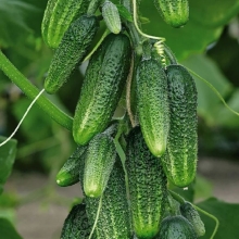 Огурец Веселые гномики F1