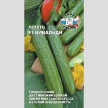 Огурец Вивальди F1