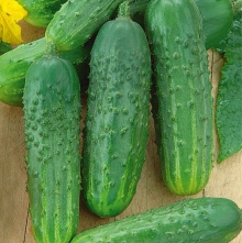 Огурец Забияка F1