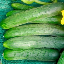 Огурец Зозуленок F1