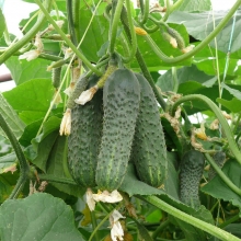 Огурец Зятек F1