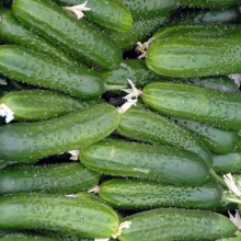 Огурец Юлиан F1 (большой пакет)