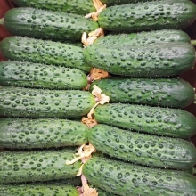 Огурец Габри F1 (большой пакет)