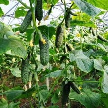 Огурец Лютояр F1 (большой пакет)