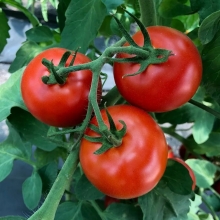 Томат Оконно-балконный