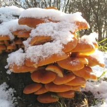 Грибы - Опенок зимний на древесной палочке (большой пакет)