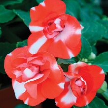 Бальзамин Оранж фреш F1