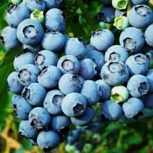 Голубика Лесное сокровище высокорослая