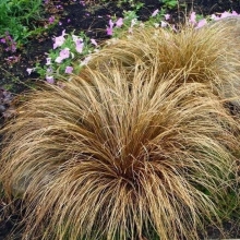 Осока Бронзовые Кудри власовидная