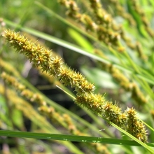 Осока Лисовидная (большой пакет)
