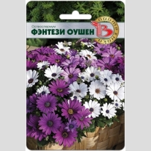 Остеоспермум Фентези Оушен