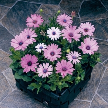 Остеоспермум Пэшн Пинк Шейдс