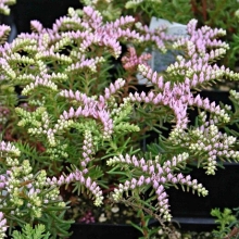 Очиток Си Стар (красивый)