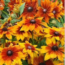 Рудбекия Отум Колорс