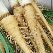 Овсяный корень Деликатесный