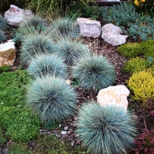 Овсяница Блу Селект сизая