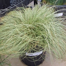 Осока Фростет Керл (власовидная)