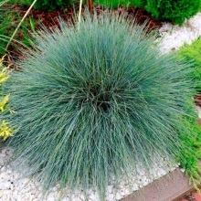 Овсяница Серебристая