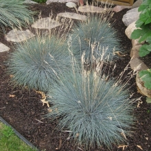 Овсяница Varna (сизая) (большой пакет)