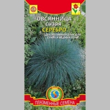 Овсяница Серебро (сизая)