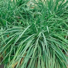 Ожика Люциус снежно-белая