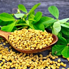 Пажитник Ореховый