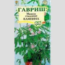 Мимоза Кампина стыдливая