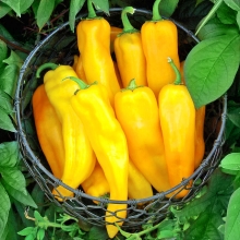 Перец Палермо Юсмит F1