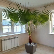 Вашингтония нитеносная