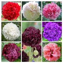 Папавер Сладкий Сон пионовидный