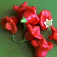 Паприка Пикантная Испанские колокольчики (большой пакет)