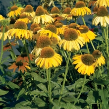 Эхинацея Парадизо желтая