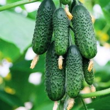 Огурец Паратунка F1