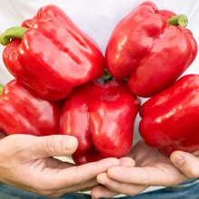 Перец Партнер F1