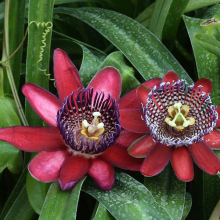 Пассифлора Бразильская маракуйя (крылатая)